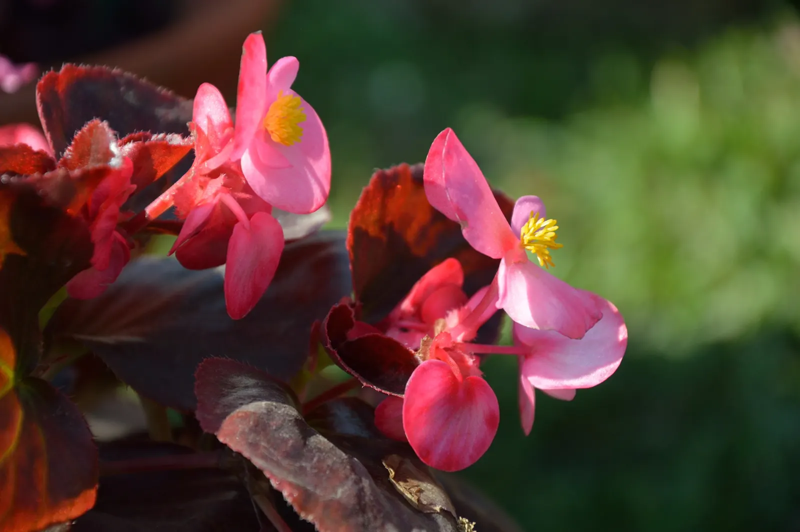 Bedding Begonia (Begonia Semperflorens) — Ample but not excessive watering is key