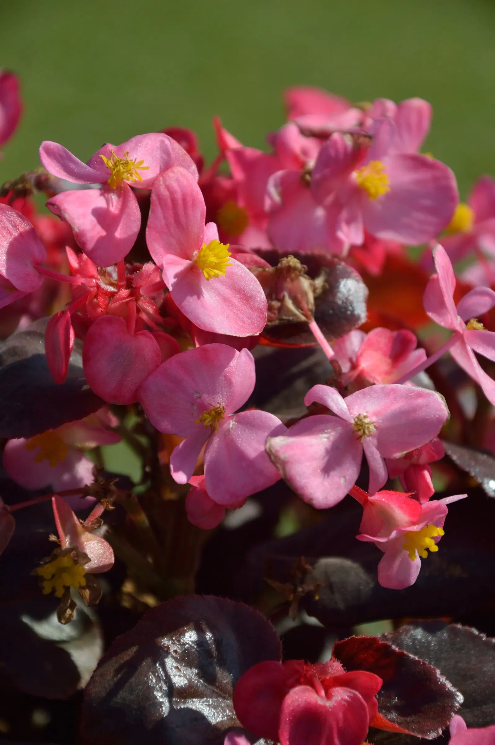 Bedding Begonia (Begonia Semperflorens) — With a mature size of 6-12 inches in height and spread; with protection from harsh afternoon rays