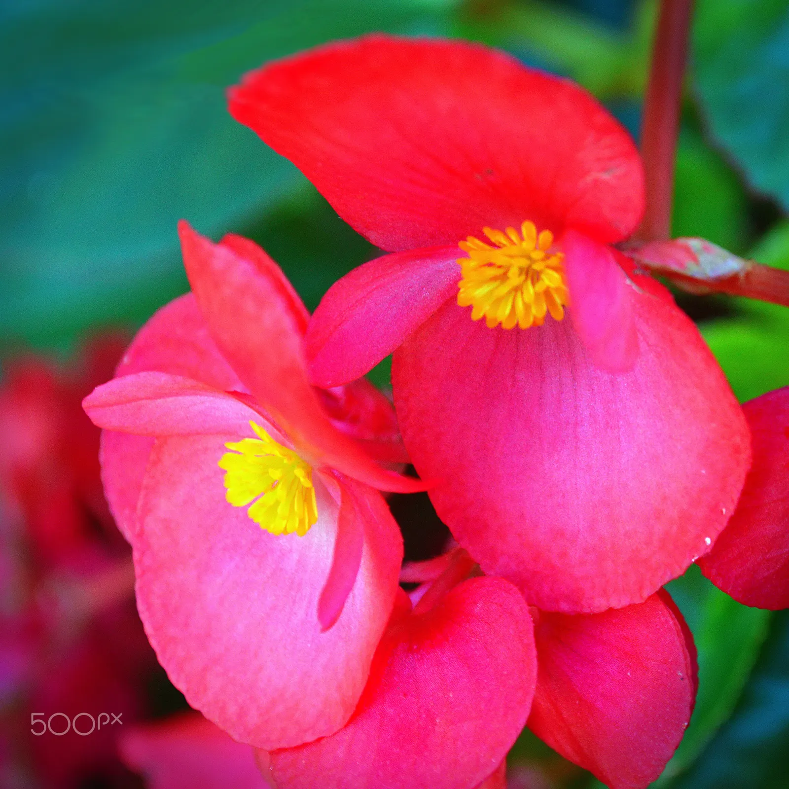 Bedding Begonia (Begonia Semperflorens) — This everblooming species thrives in USDA zones 10 and 11 and is often treated as an annual in cooler climates; pink