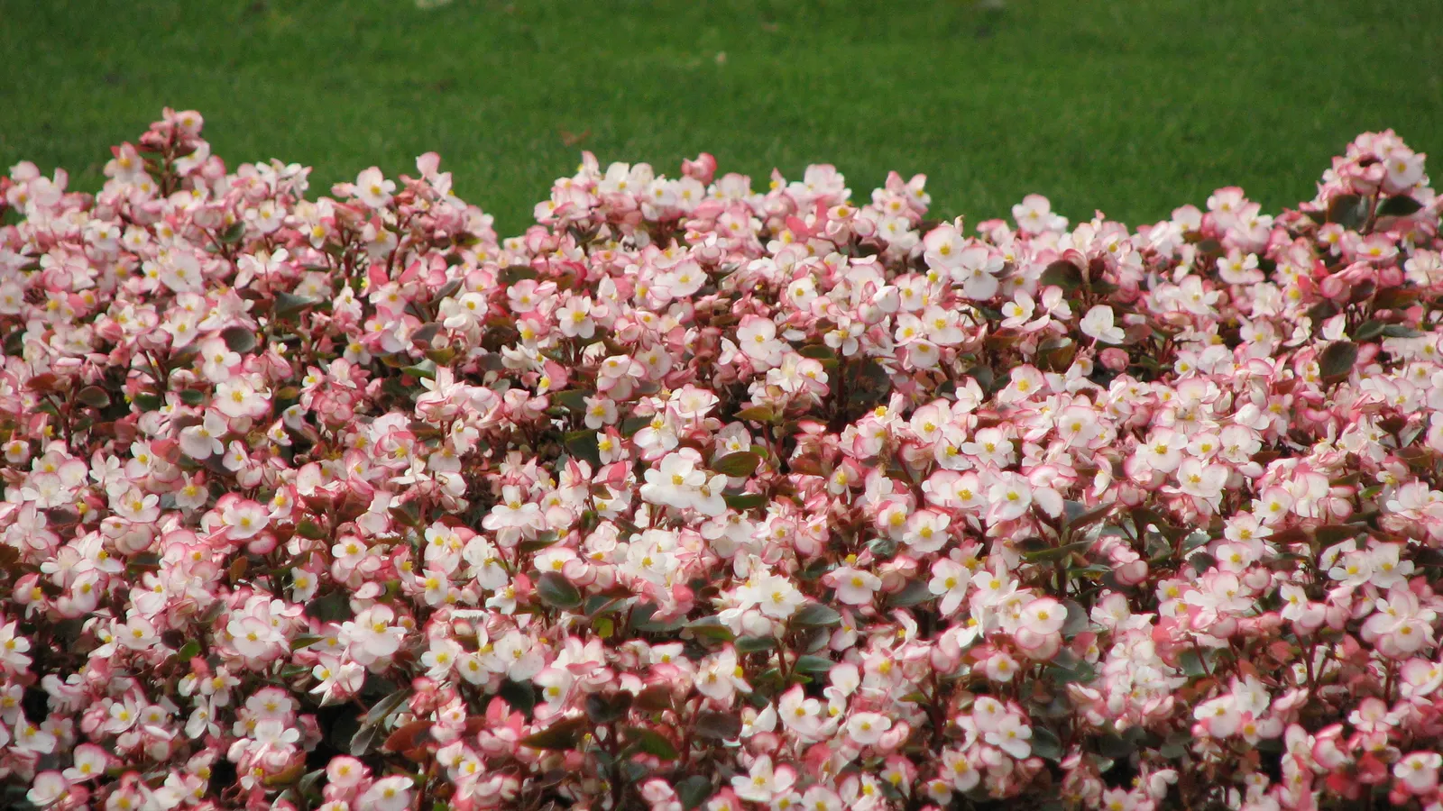 Bedding Begonia (Begonia Semperflorens) — commonly referred to as Bedding Begonia; succulent leaves come in green or bronze, image 93