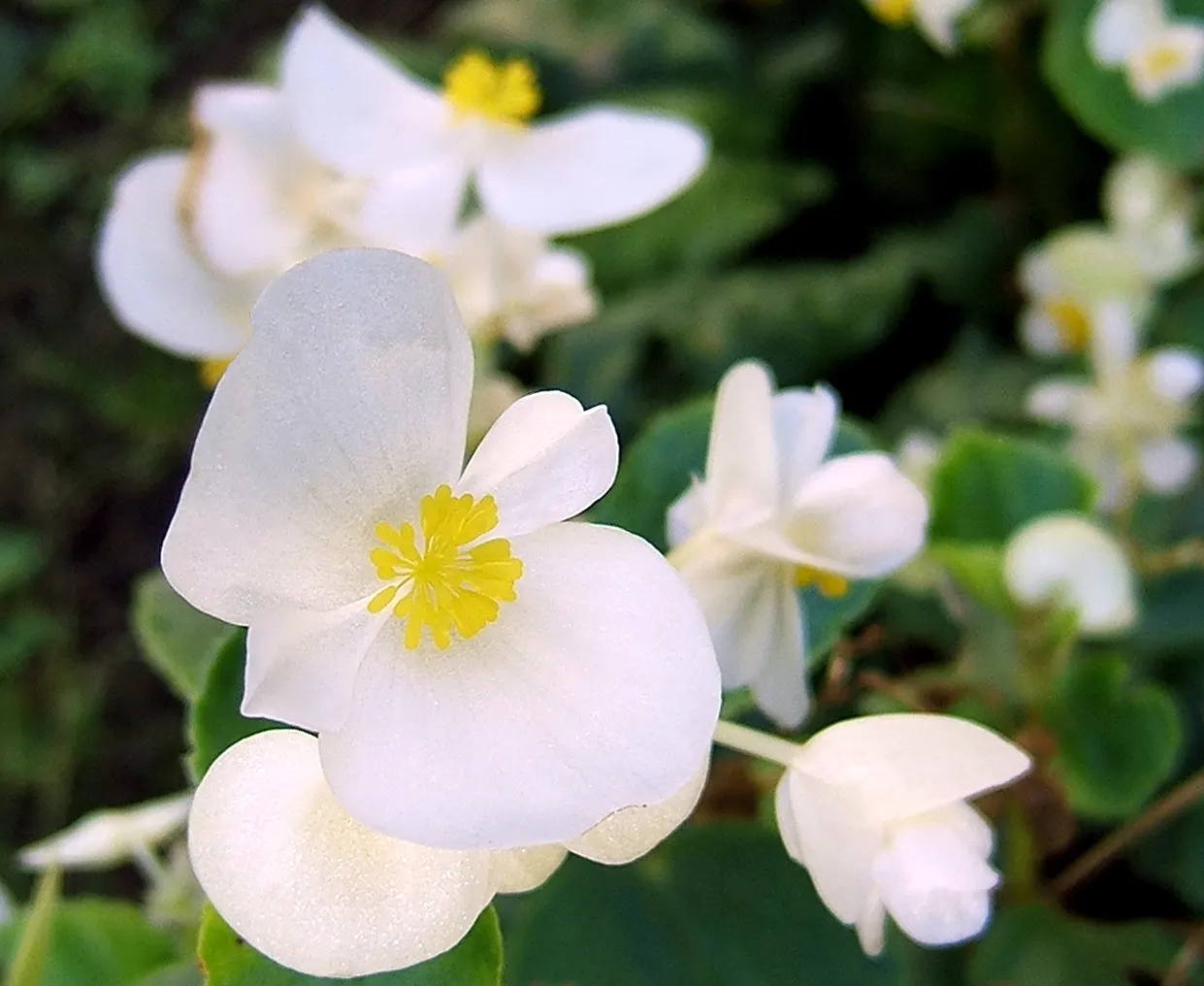 Bedding Begonia (Begonia Semperflorens) — Its compact growth habit typically sees it reaching a height of 6 to 12 inches with a similar spread