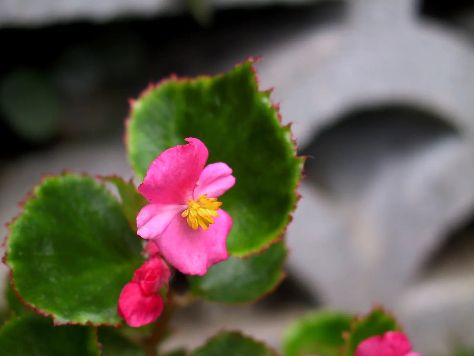 Bedding Begonia (Begonia Semperflorens) — Its compact growth habit typically sees it reaching a height of 6 to 12 inches with a similar spread, image 101