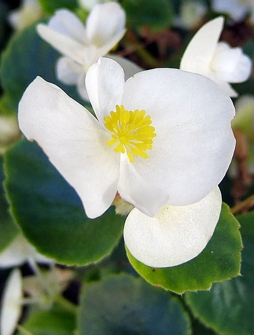 Bedding Begonia (Begonia Semperflorens) — This everblooming species thrives in USDA zones 10 and 11 and is often treated as an annual in cooler climates