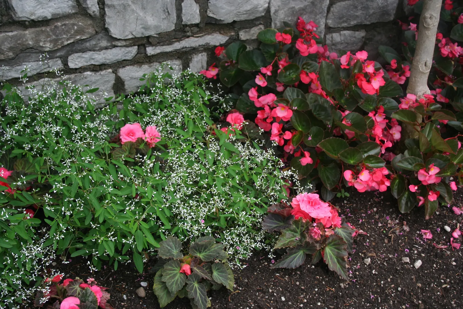 Bedding Begonia (Begonia Semperflorens) — are available in a delightful palette of whites; ample but not excessive watering is key, image 82