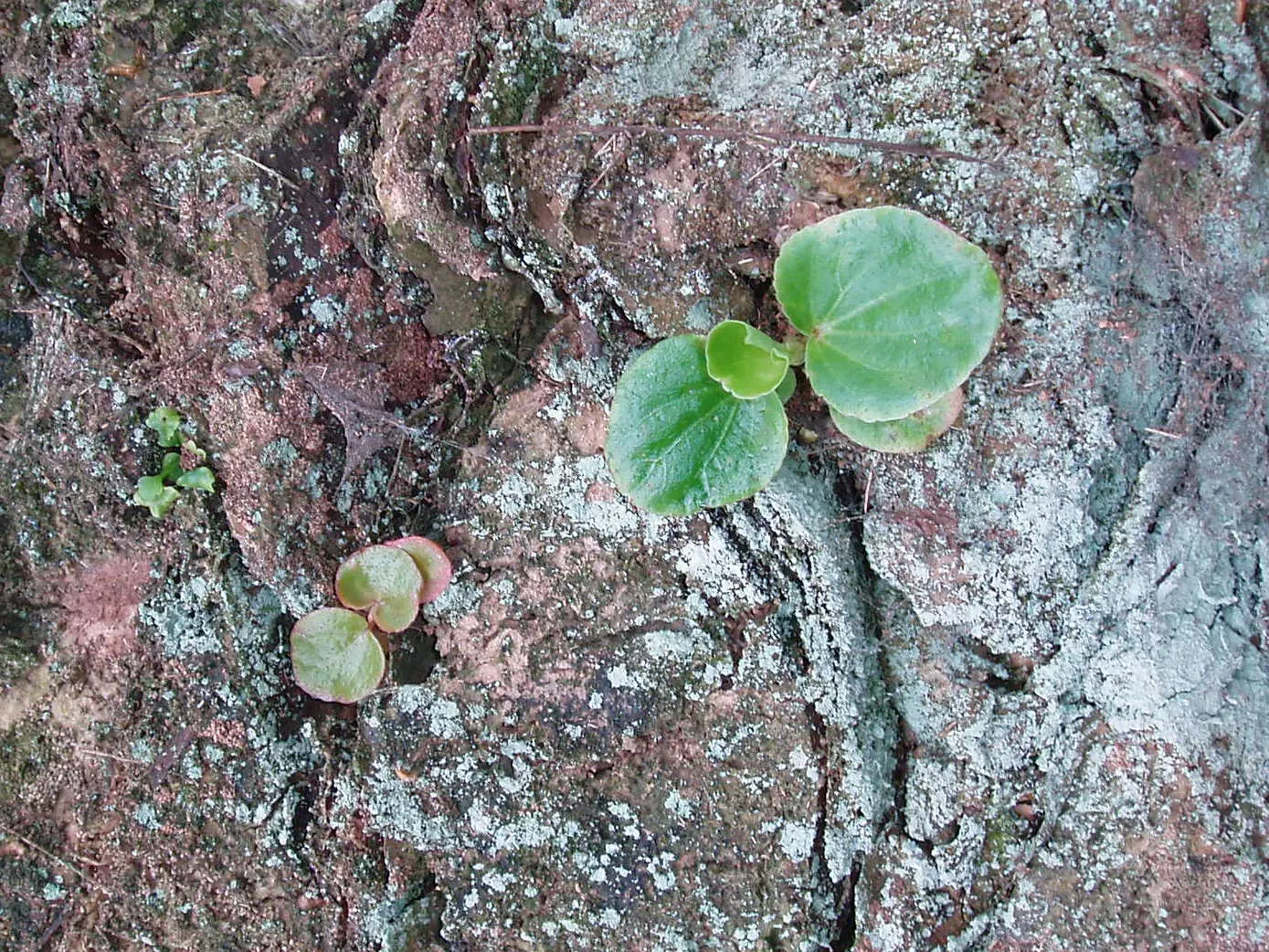Bedding Begonia (Begonia Semperflorens) — With a mature size of 6-12 inches in height and spread; with protection from harsh afternoon rays, image 49