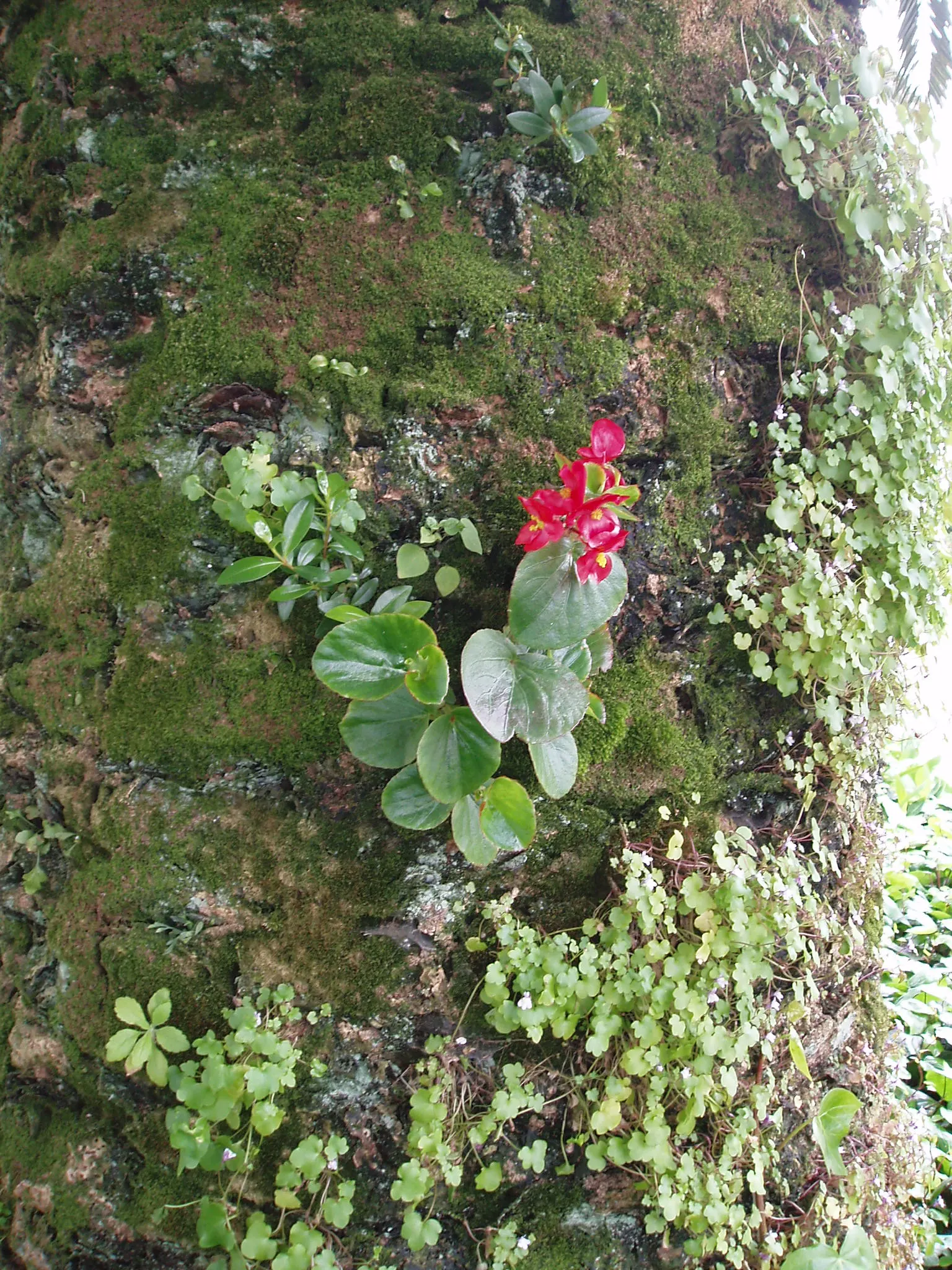 Bedding Begonia (Begonia Semperflorens) — This versatile plant excels in borders, containers, and as ground cover; incorporate them into mass plantings for a