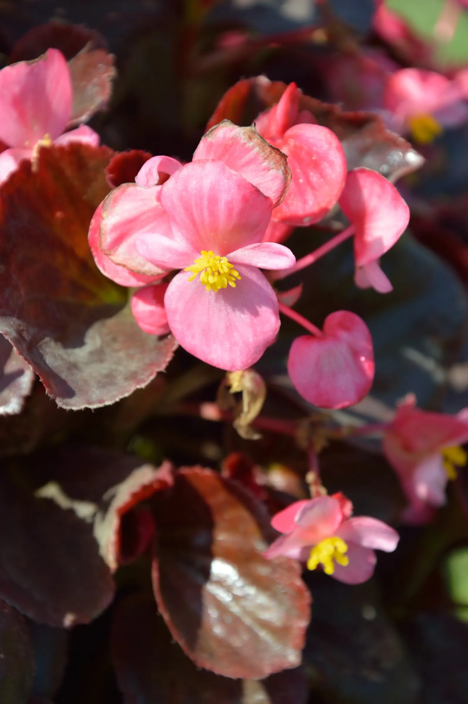 Bedding Begonia (Begonia Semperflorens) — commonly referred to as Bedding Begonia