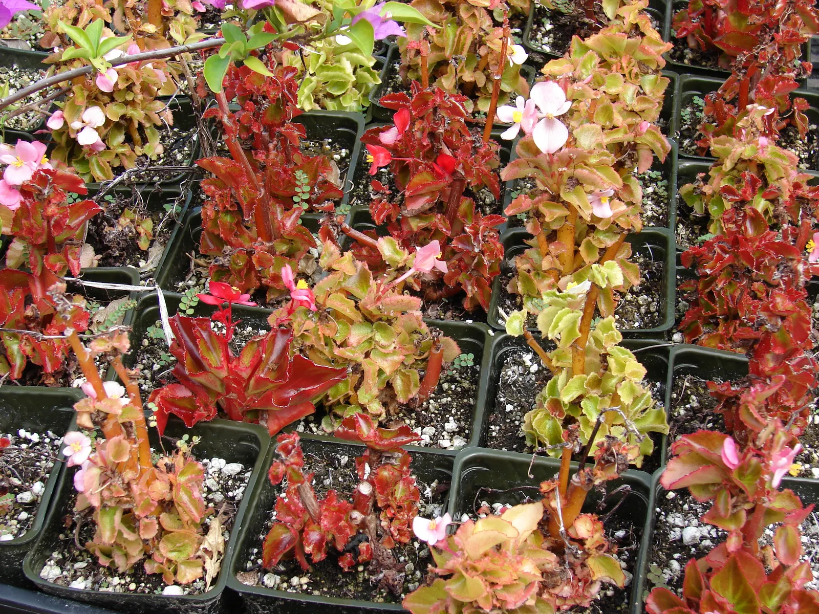 Bedding Begonia (Begonia Semperflorens) — commonly referred to as Bedding Begonia; succulent leaves come in green or bronze