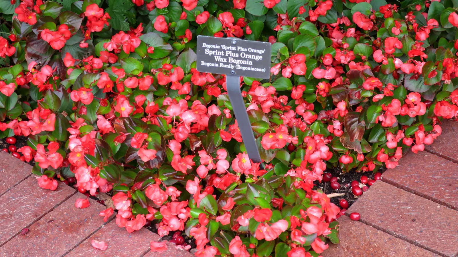 Bedding Begonia (Begonia Semperflorens) — scientifically known as Begonia semperflorens; perennial for half or shade