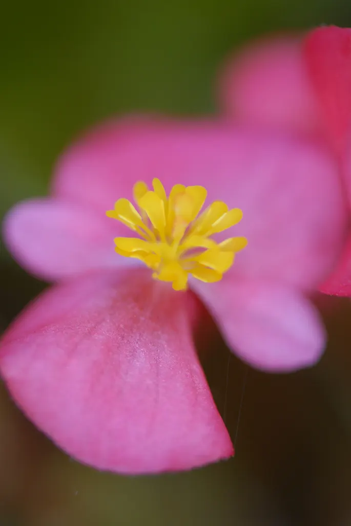Bedding Begonia (Begonia Semperflorens) — with protection from harsh afternoon rays