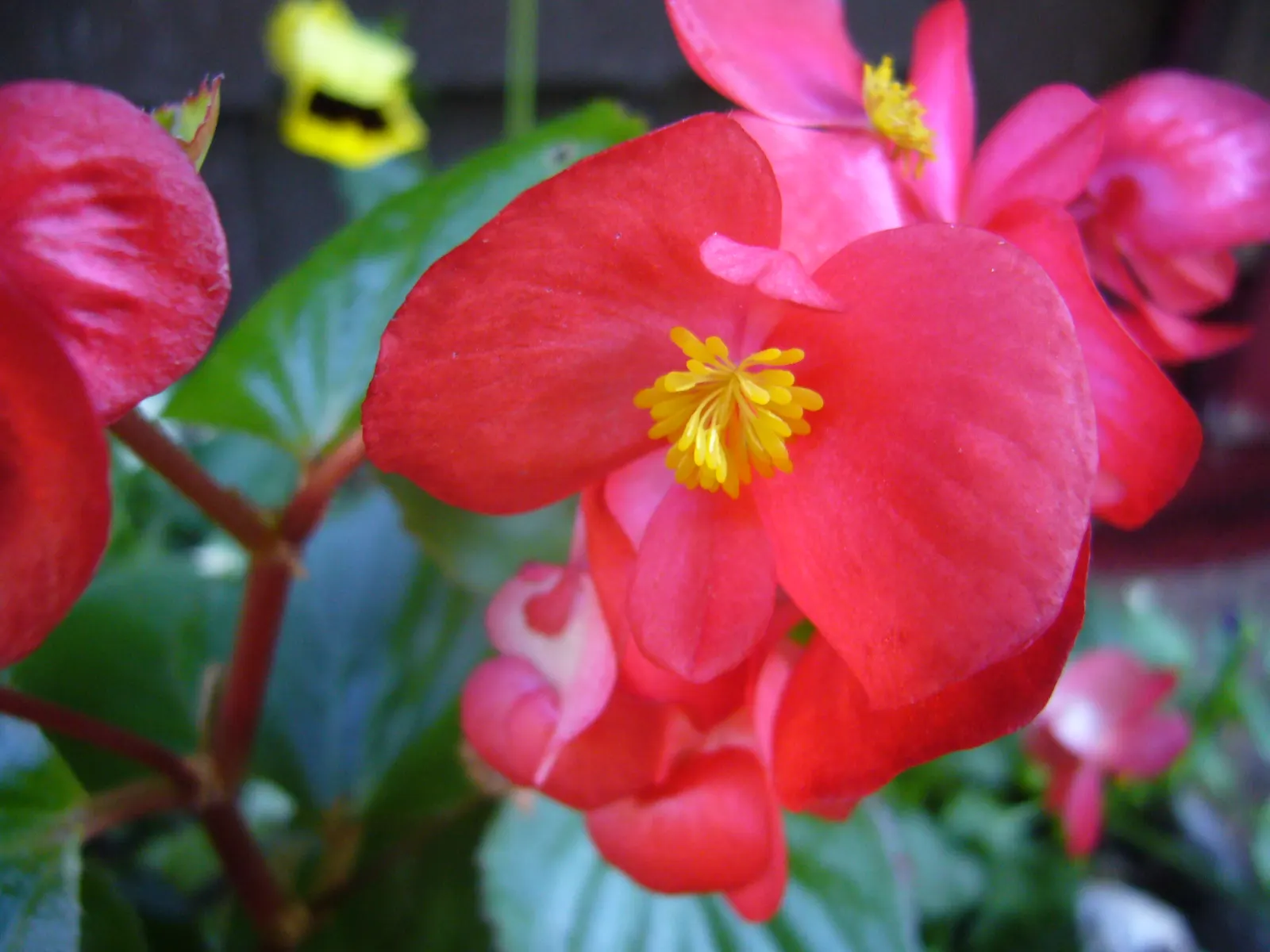 Bedding Begonia (Begonia Semperflorens) — which blossom throughout the growing season from spring to frost, image 35