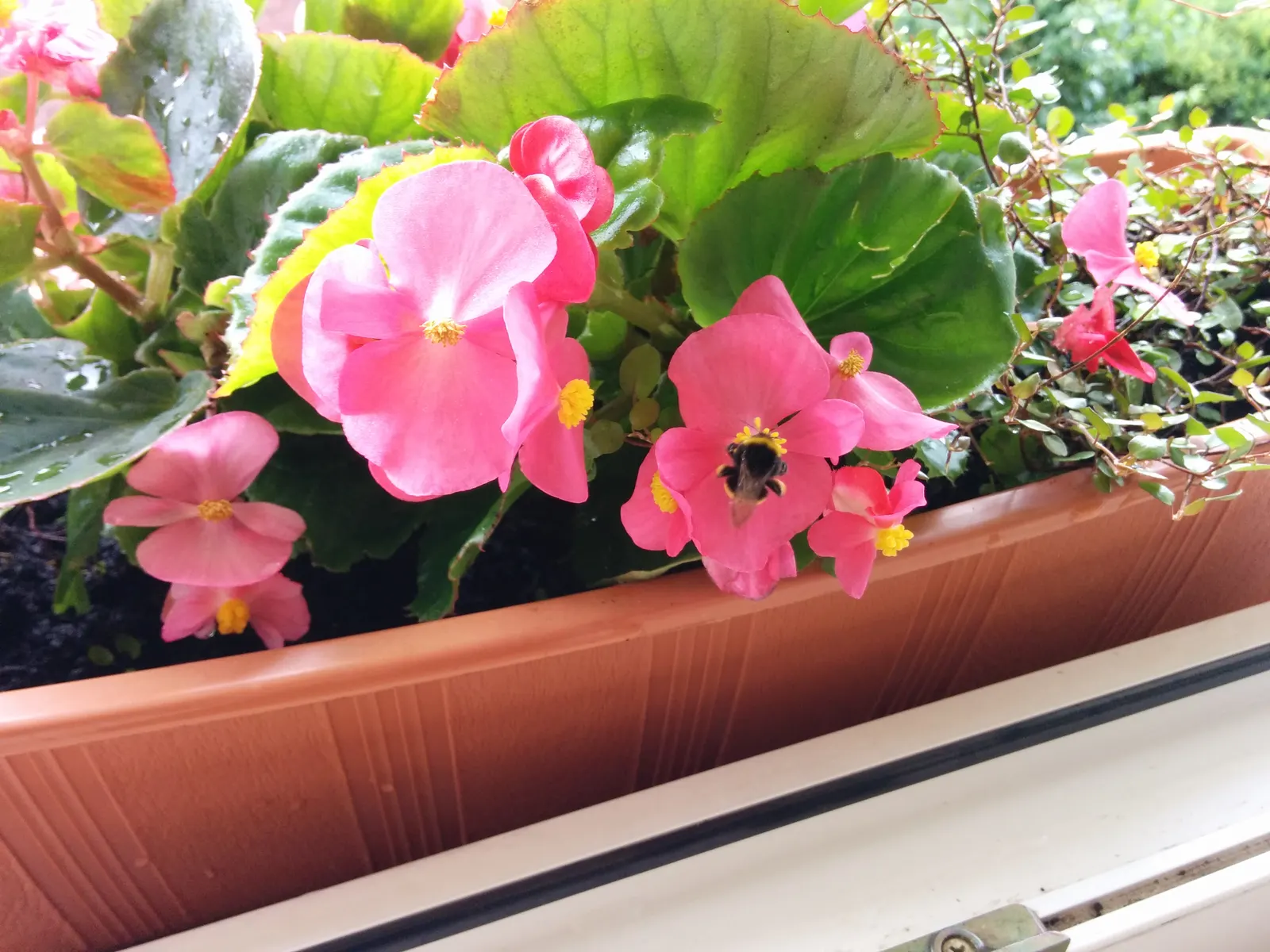 Bedding Begonia (Begonia Semperflorens) — are available in a delightful palette of whites