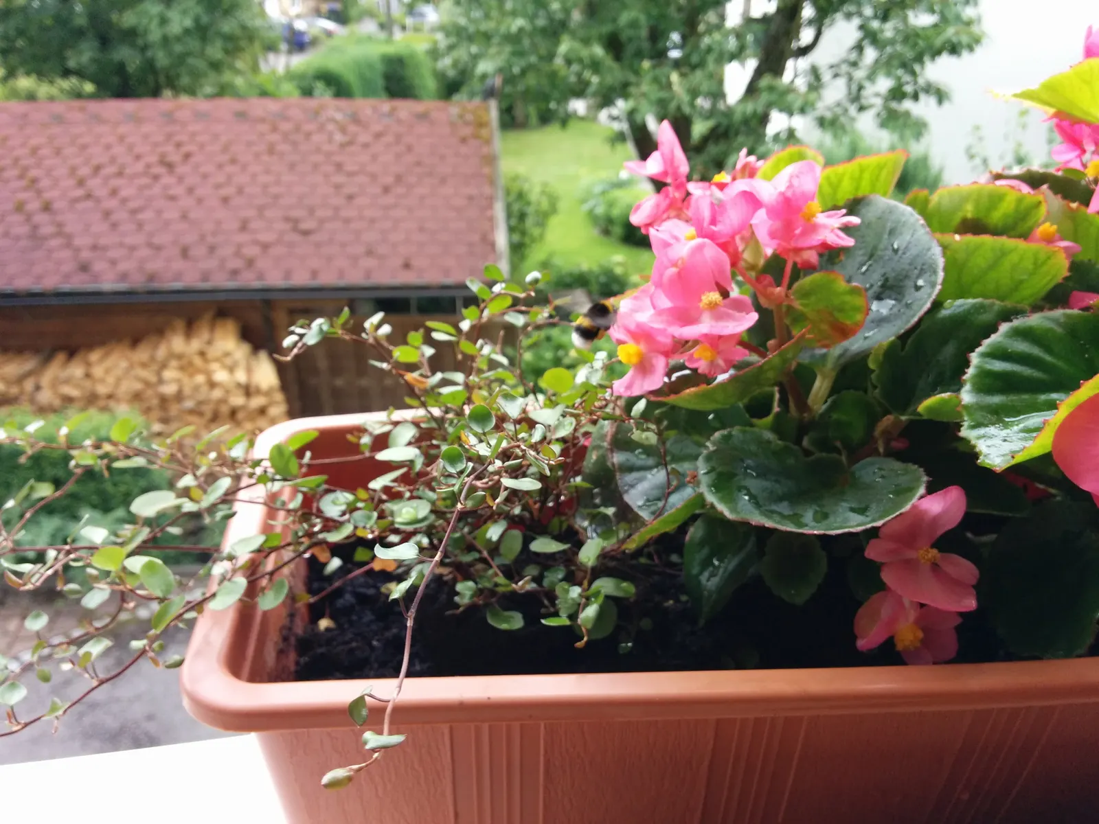 Bedding Begonia (Begonia Semperflorens) — Its compact growth habit typically sees it reaching a height of 6 to 12 inches with a similar spread, image 78