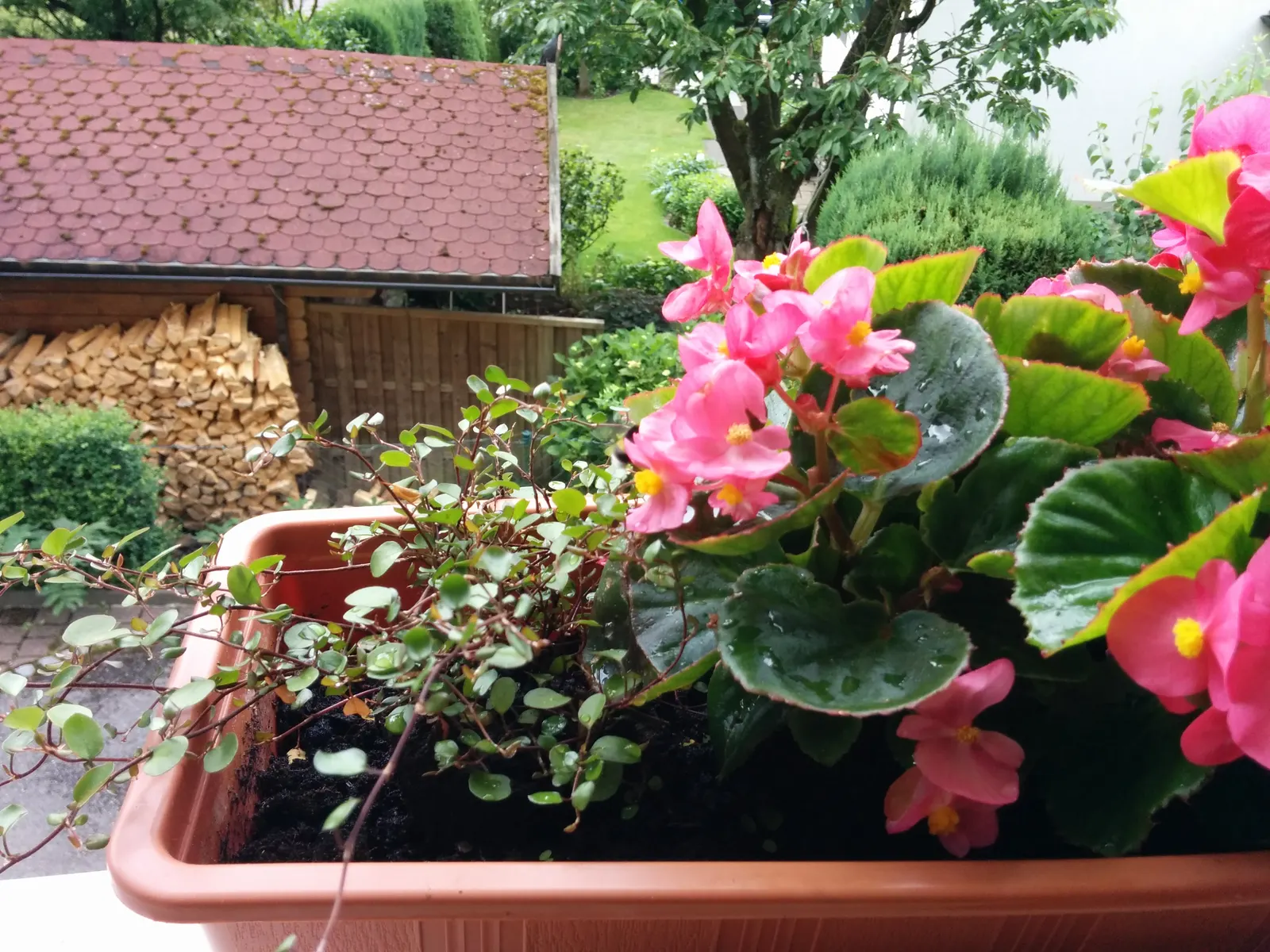 Bedding Begonia (Begonia Semperflorens) — is a vibrant and versatile flowering plant ideal for adding color and texture to landscape designs, image 77