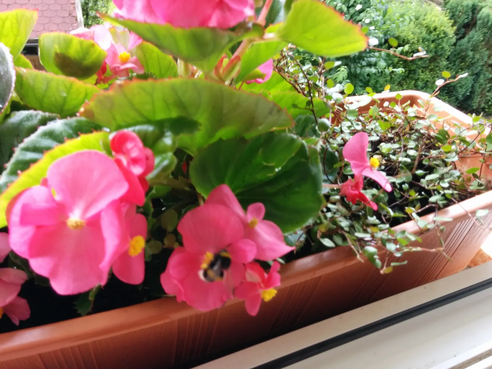 Bedding Begonia (Begonia Semperflorens) — pink and red and white flowers in the garden; this versatile plant excels in borders, containers, and as, image 67