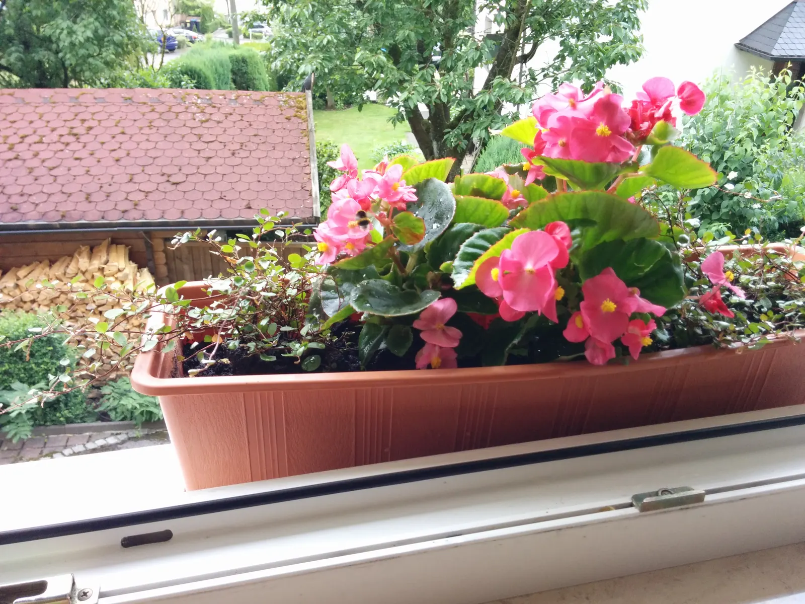 Bedding Begonia (Begonia Semperflorens) — Easy to propagate from stem cuttings or seed, they can be a lasting contribution to any garden design, image 66