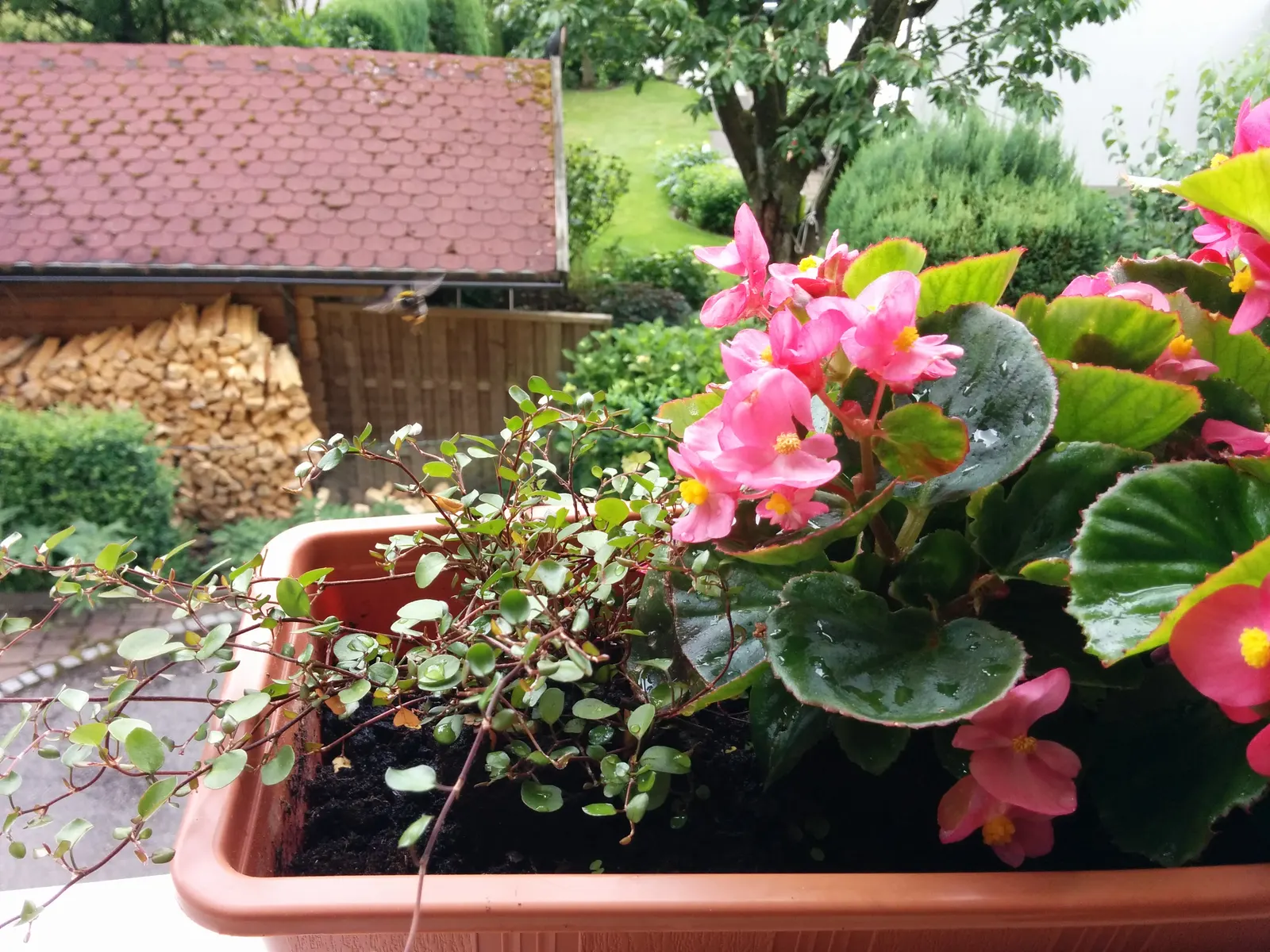 Bedding Begonia (Begonia Semperflorens) — tender perennial favored for its constant blooms and ability to thrive in partial shade; creating a lush, image 71
