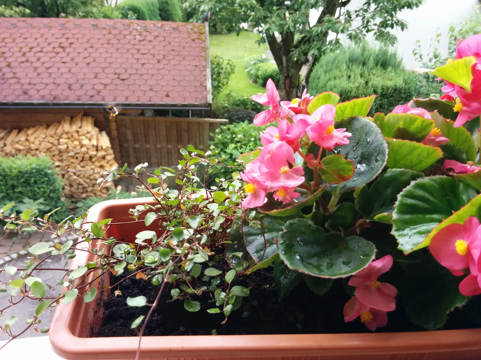 Bedding Begonia (Begonia Semperflorens) — with protection from harsh afternoon rays; is a vibrant and versatile flowering plant ideal for adding, image 64