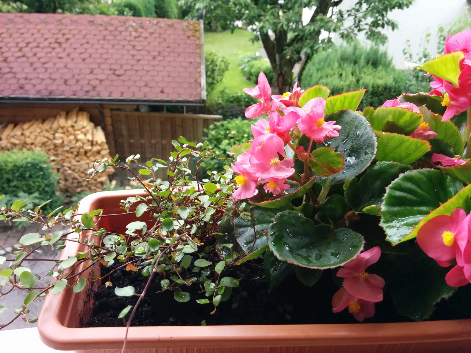 Bedding Begonia (Begonia Semperflorens) — providing a vivid backdrop for the abundant red; its compact growth habit typically sees it reaching a, image 74