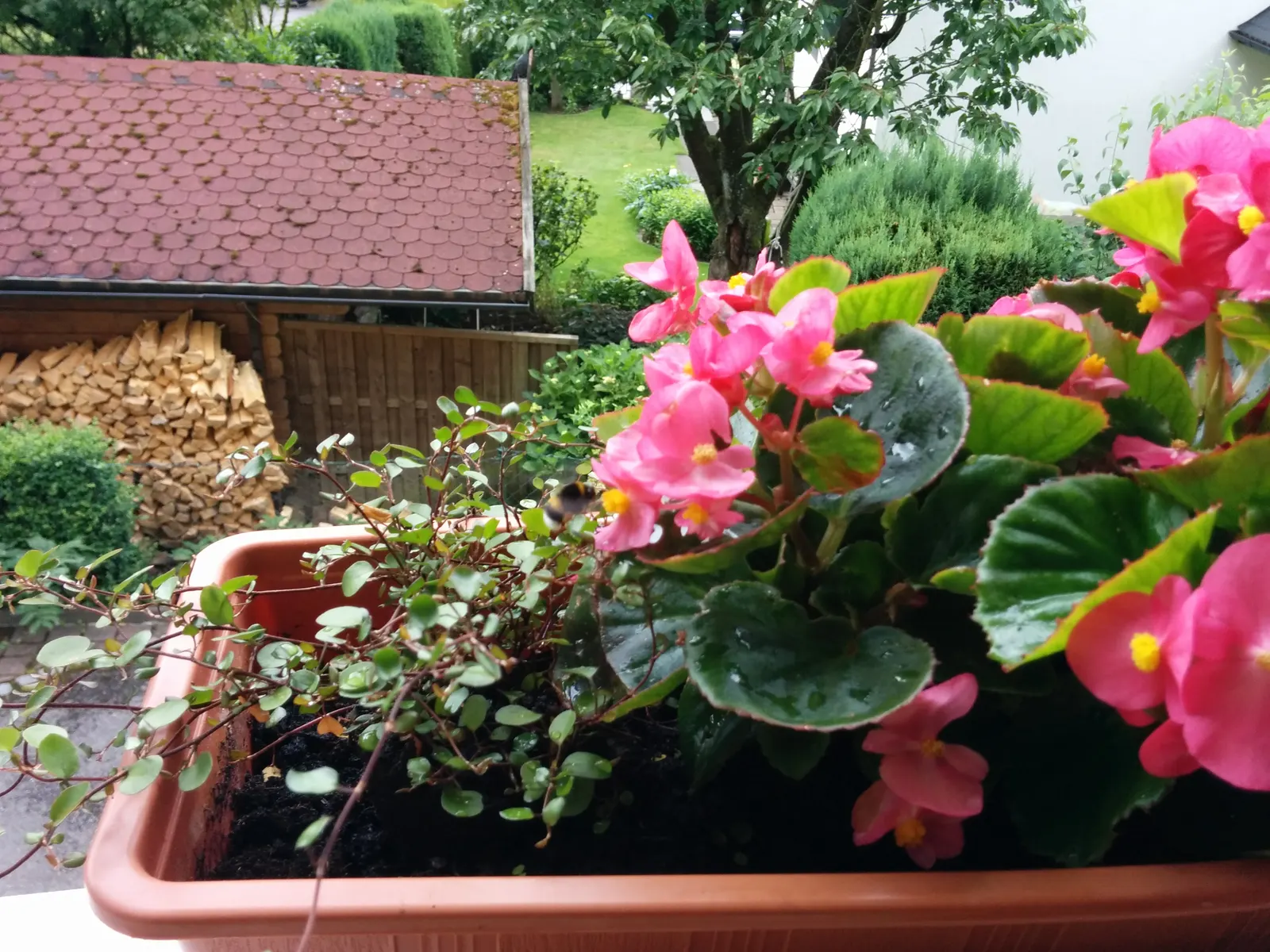 Bedding Begonia (Begonia Semperflorens) — succulent leaves come in green or bronze; tender perennial favored for its constant blooms and ability to, image 73