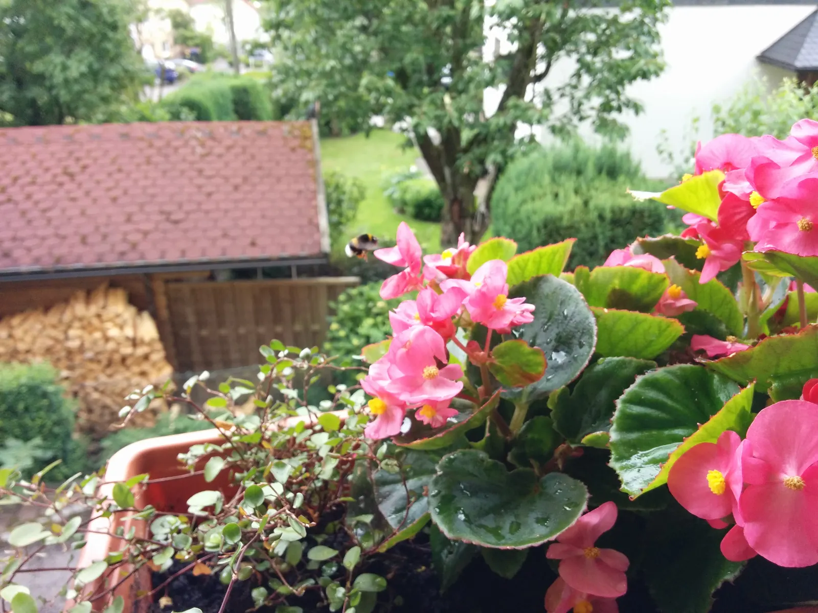 Bedding Begonia (Begonia Semperflorens) — perennial for half or shade; easy to propagate from stem cuttings or seed, they can be a lasting, image 69