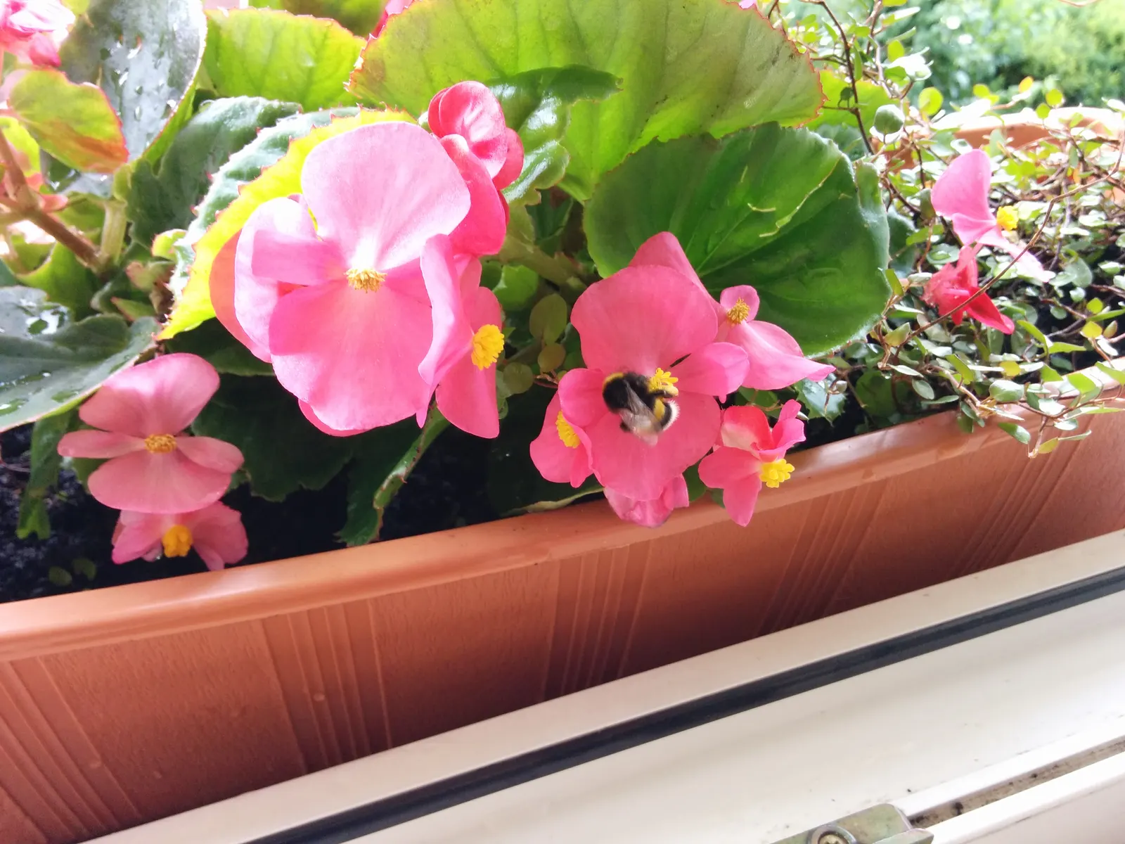 Bedding Begonia (Begonia Semperflorens) — commonly referred to as Bedding Begonia; succulent leaves come in green or bronze, image 70