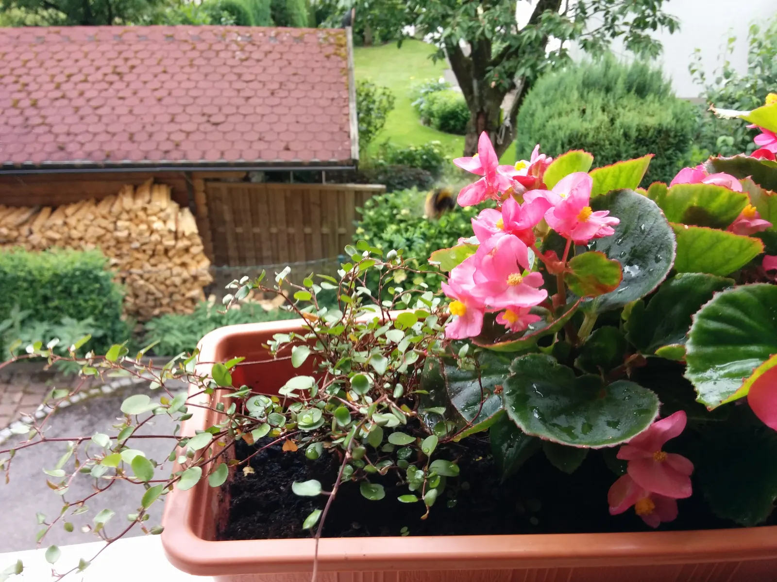 Bedding Begonia (Begonia Semperflorens) — Ample but not excessive watering is key; offering a continuous display of color.<br><br>When designing, image 65