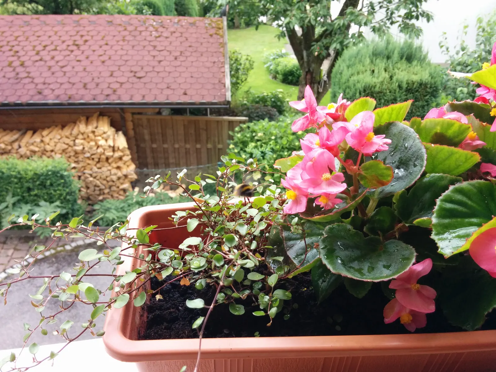 Bedding Begonia (Begonia Semperflorens) — succulent leaves come in green or bronze