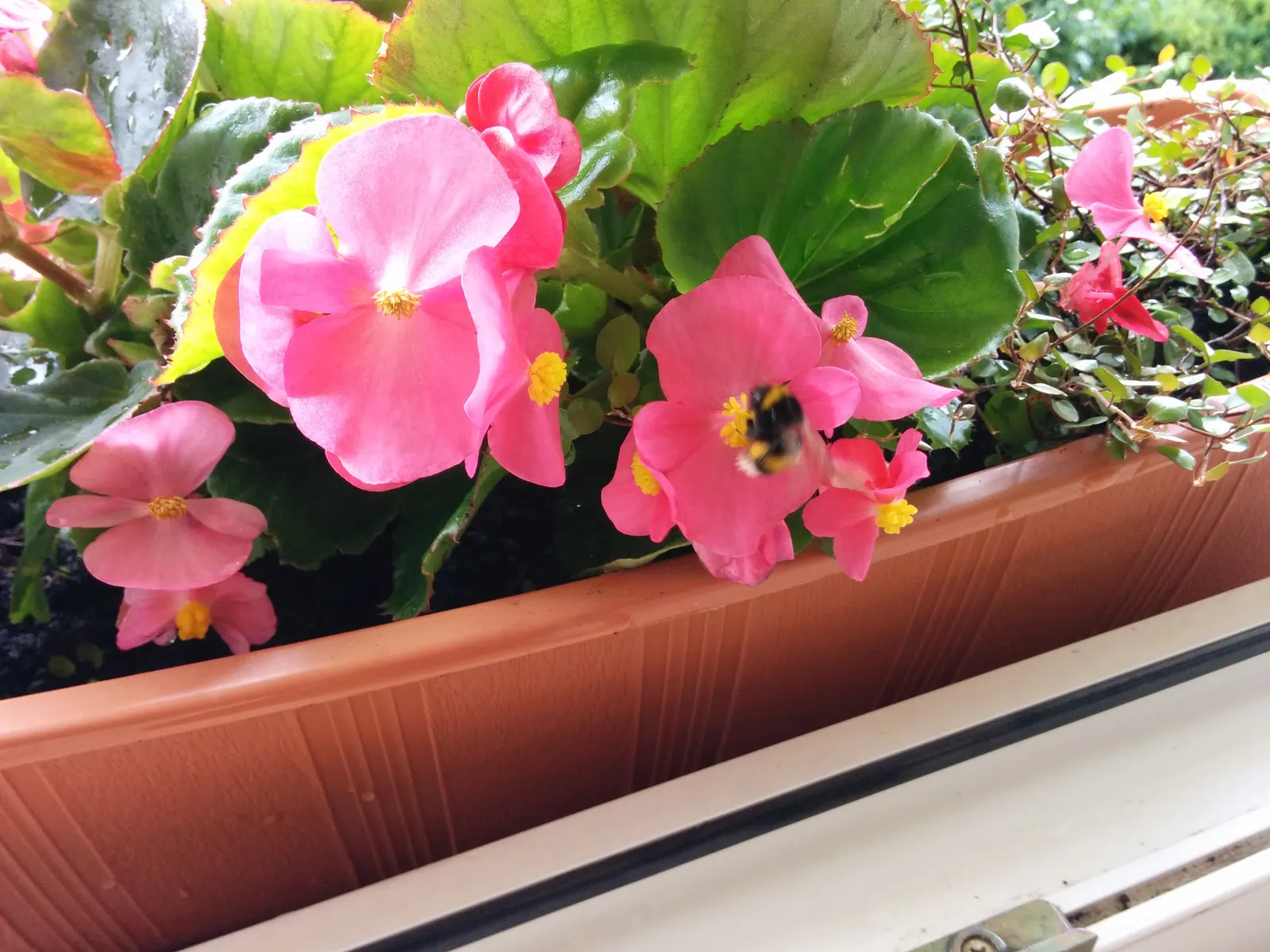 Bedding Begonia (Begonia Semperflorens) — tender perennial favored for its constant blooms and ability to thrive in partial shade