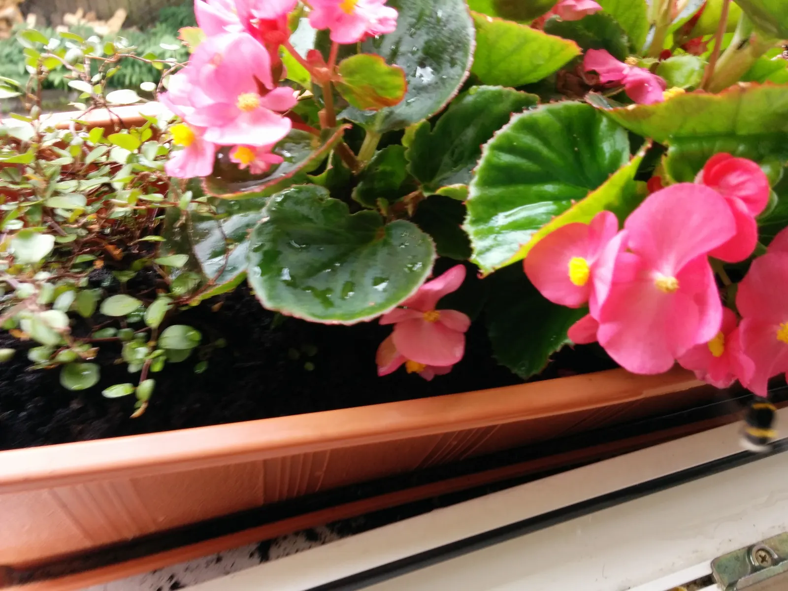 Bedding Begonia (Begonia Semperflorens) — With a mature size of 6-12 inches in height and spread; with protection from harsh afternoon rays, image 72