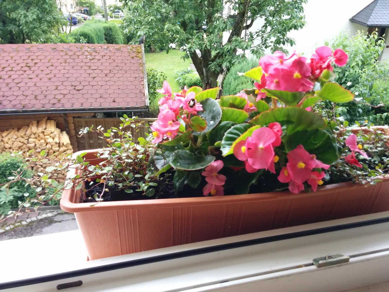 Bedding Begonia (Begonia Semperflorens) — These low-maintenance plants prefer well-draining soil and do best in part shade to full sun exposure, image 63