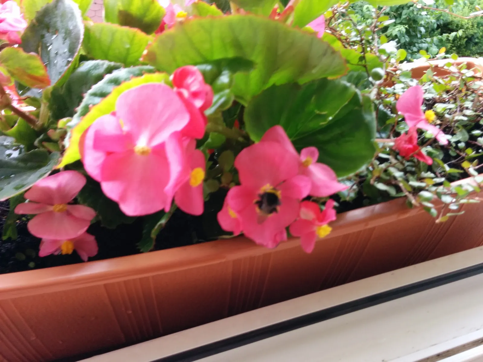 Bedding Begonia (Begonia Semperflorens) — scientifically known as Begonia semperflorens; perennial for half or shade, image 76