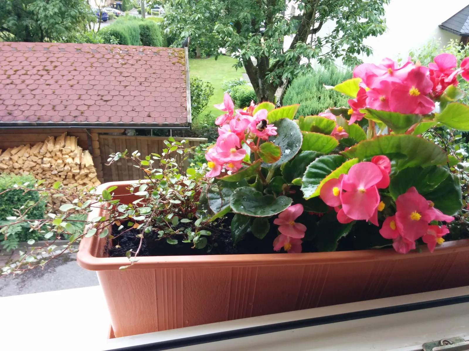 Bedding Begonia (Begonia Semperflorens) — With a mature size of 6-12 inches in height and spread