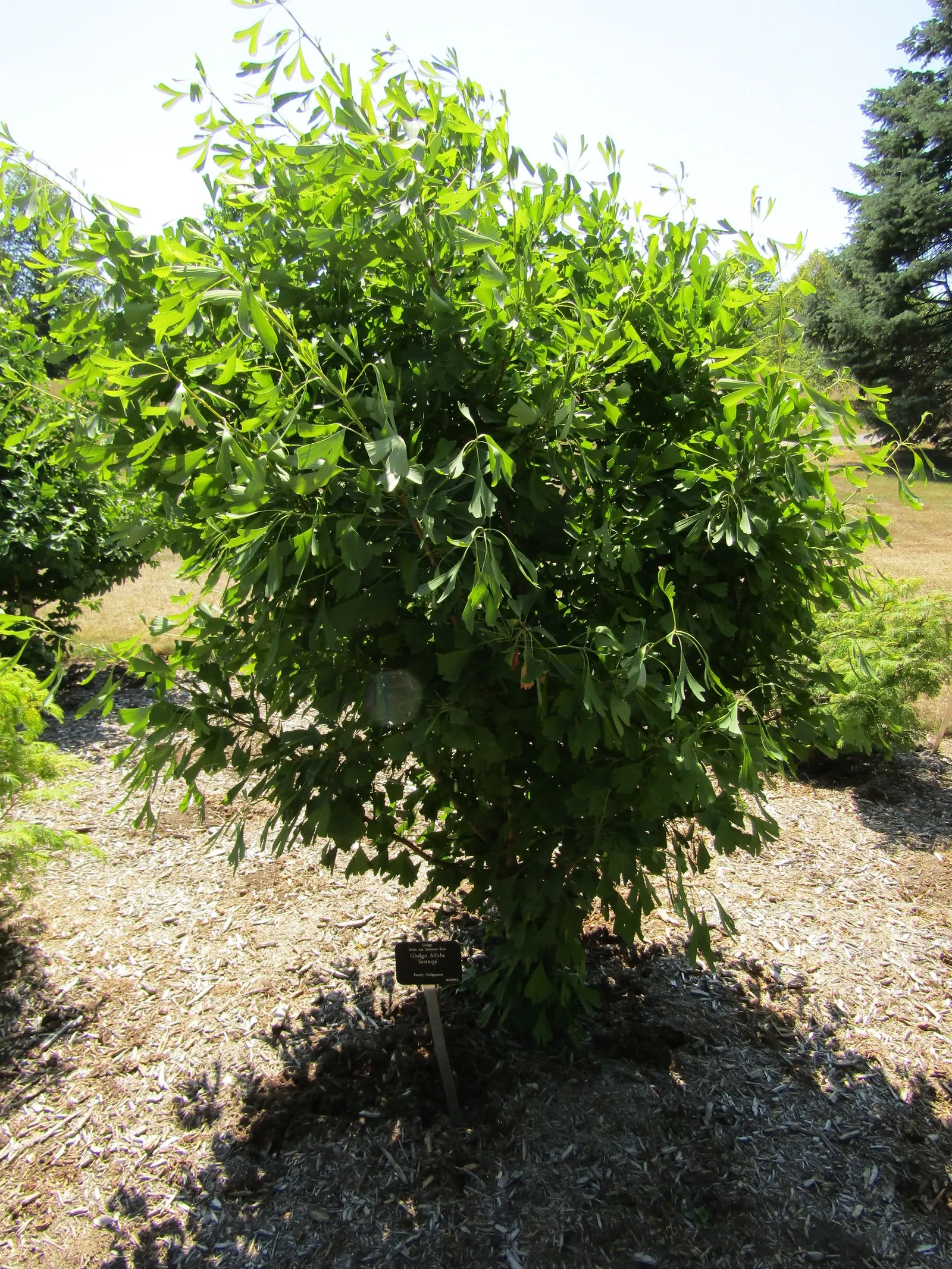 Saratoga Ginkgo Tree (Ginkgo Biloba 'Saratoga') — renowned for its unique leaf shape and golden fall coloration