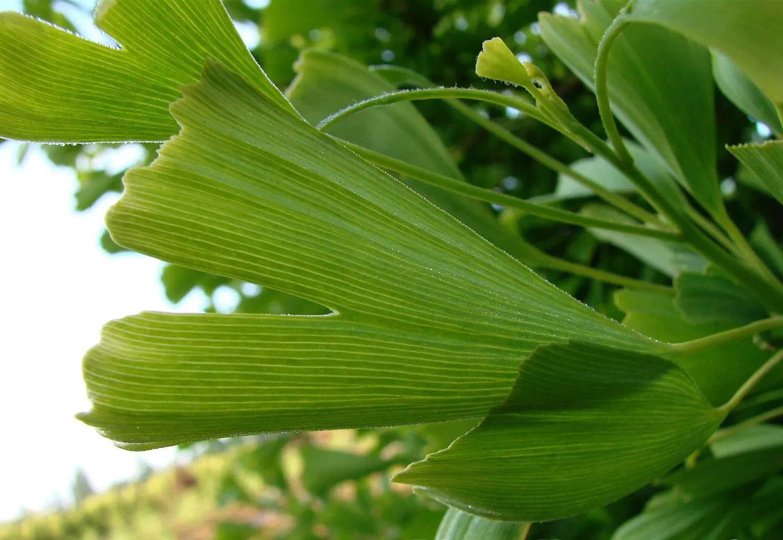 Saratoga Ginkgo Tree (Ginkgo Biloba 'Saratoga') — The Ginkgo biloba 'Saratoga' is a distinctive and elegant cultivar of the Ginkgo tree