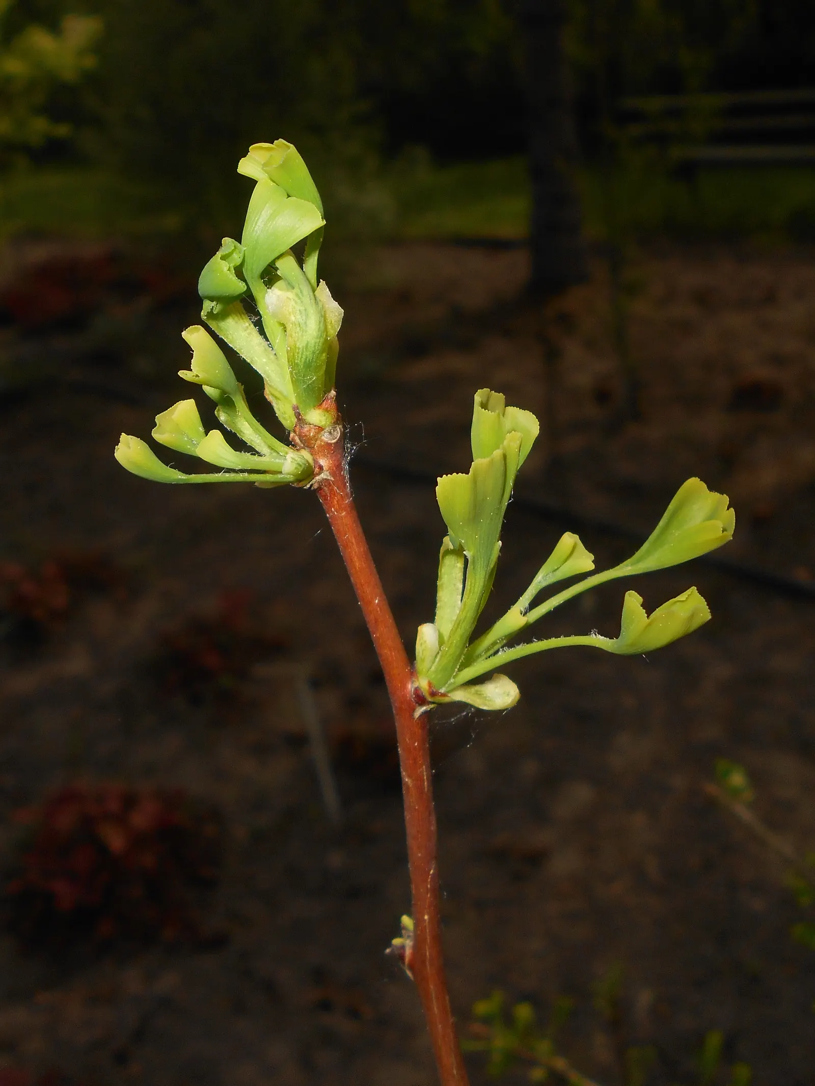 Saratoga Ginkgo Tree (Ginkgo Biloba 'Saratoga') — more refined leaves compared to the species