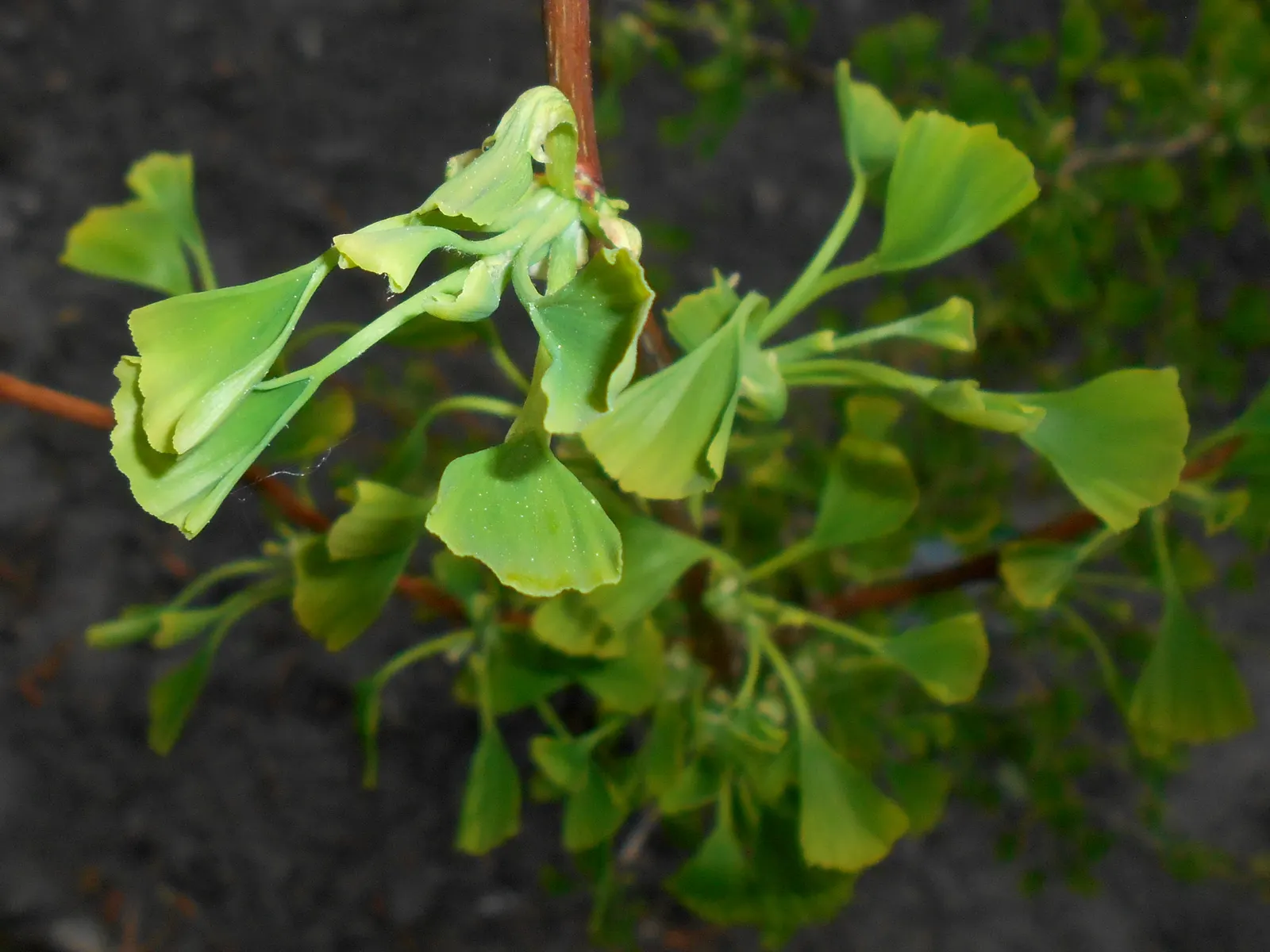 Saratoga Ginkgo Tree (Ginkgo Biloba 'Saratoga') — providing elegant texture in landscape designs