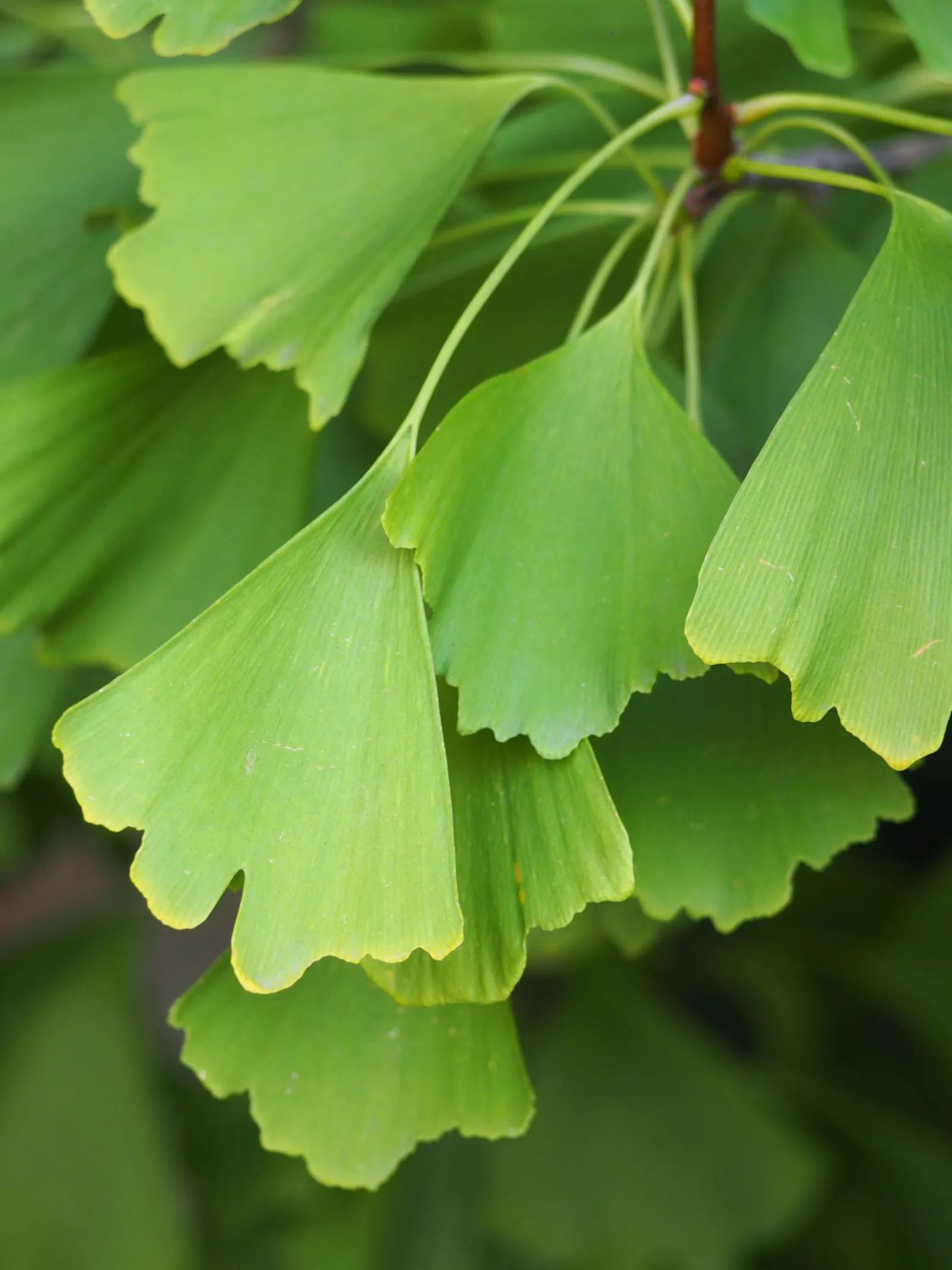 Saratoga Ginkgo Tree (Ginkgo Biloba 'Saratoga') — The Saratoga Ginkgo (Ginkgo biloba 'Saratoga') is a deciduous conifer with unique