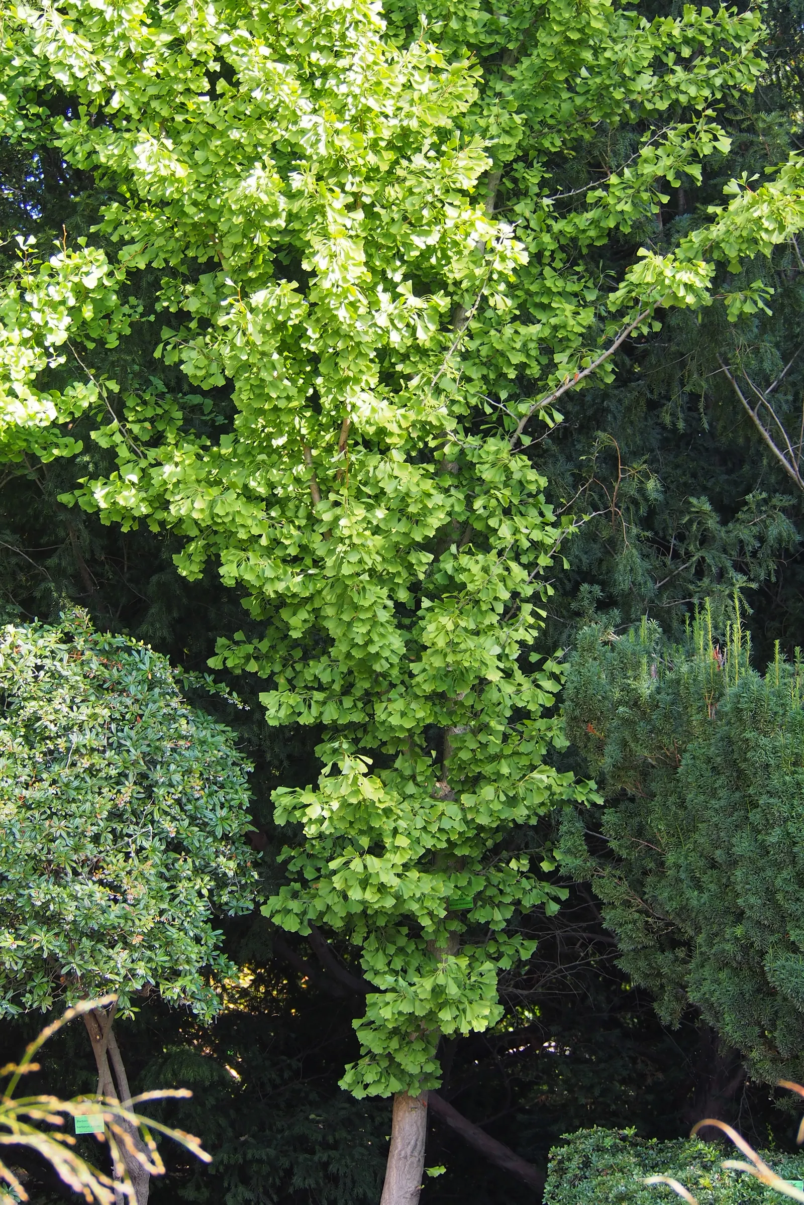 Saratoga Ginkgo Tree (Ginkgo Biloba 'Saratoga') — Ideal for urban settings, it's pest-resistant and tolerant of soil variations, but prefers well-drained sites