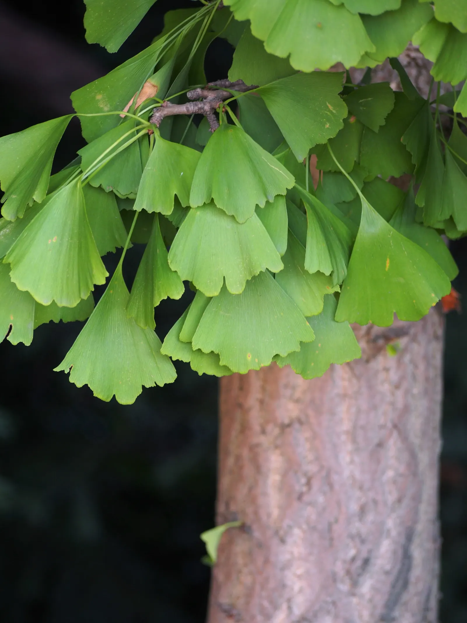 Saratoga Ginkgo Tree (Ginkgo Biloba 'Saratoga') — fan-shaped leaves that turn a vibrant yellow in fall