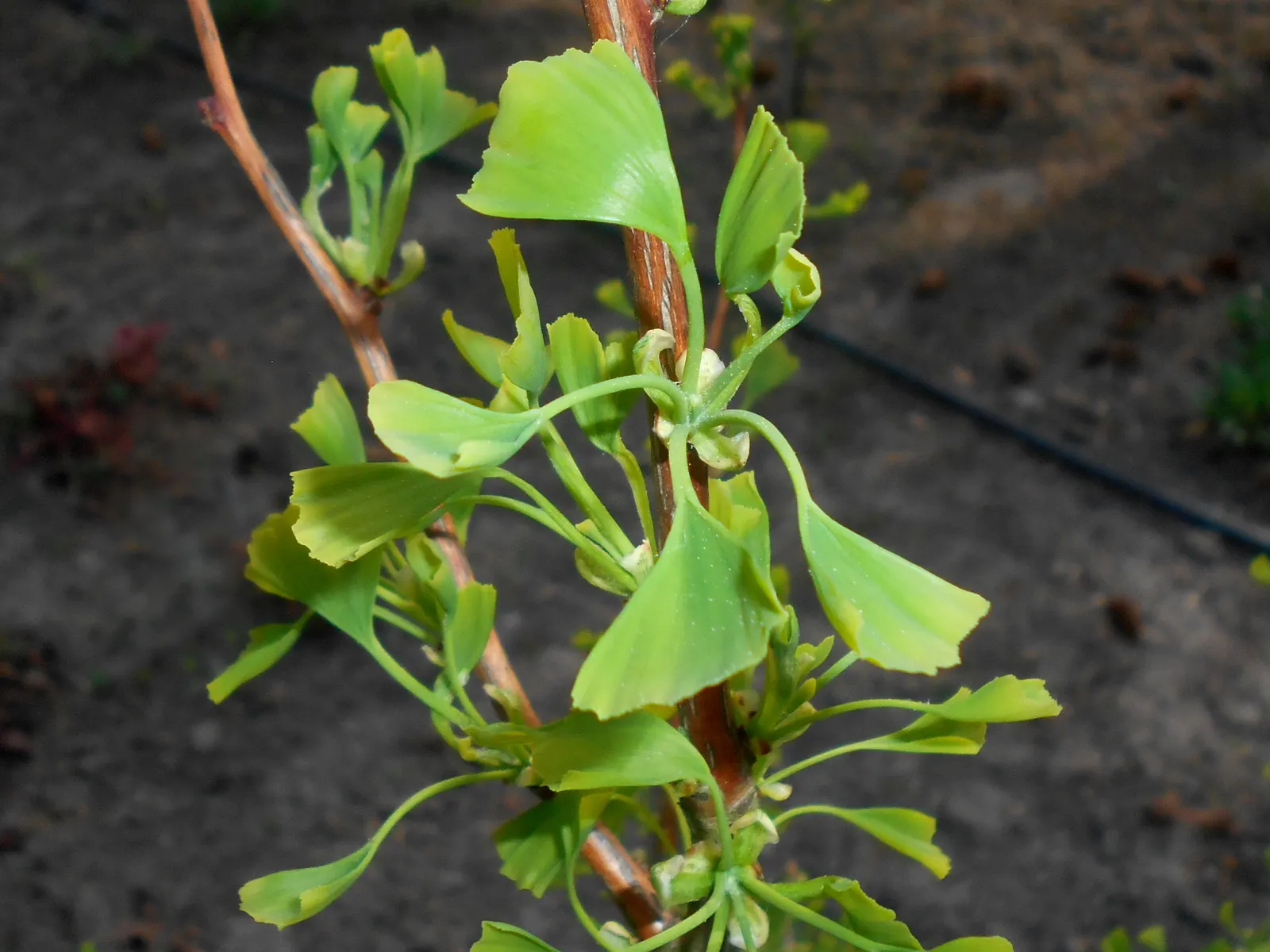 Saratoga Ginkgo Tree (Ginkgo Biloba 'Saratoga') — 'Saratoga' distinguishes itself with narrower