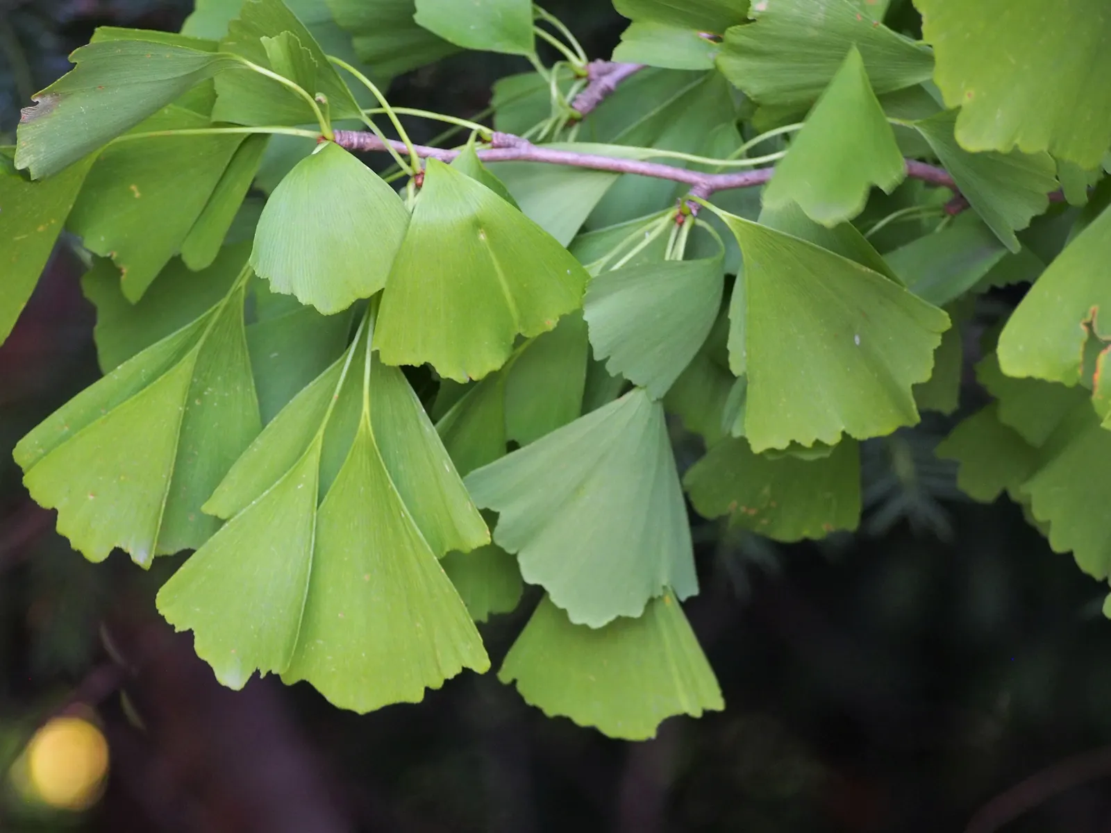 Saratoga Ginkgo Tree (Ginkgo Biloba 'Saratoga') — A slow-growing, columnar tree, it reaches 50-70ft in height with a 25-30ft spread