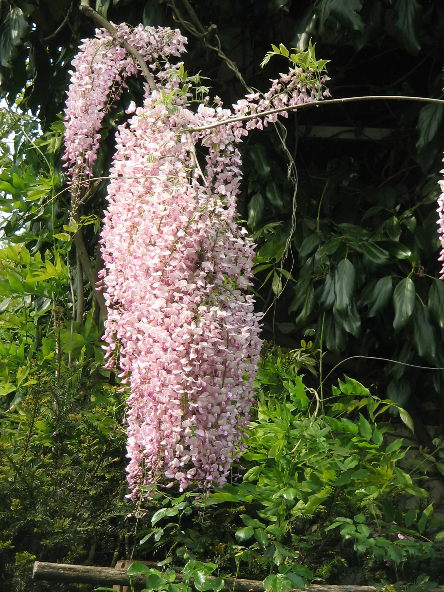 Pink Japanese Wisteria (Wisteria Floribunda 'Rosea') — is a captivating climber known for its cascading soft pink blossoms