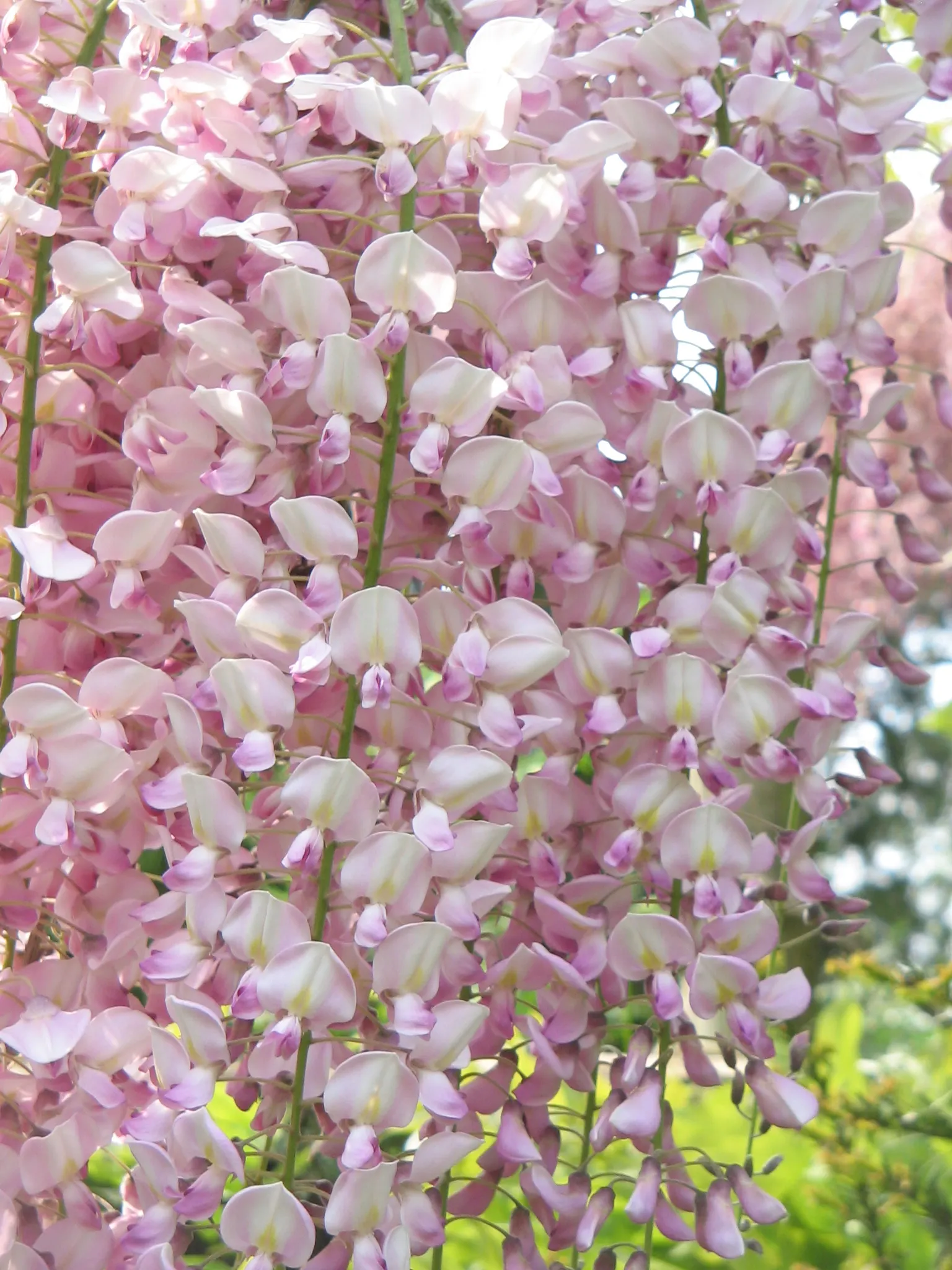 Pink Japanese Wisteria (Wisteria Floribunda 'Rosea') — commonly called Pink Japanese Wisteria