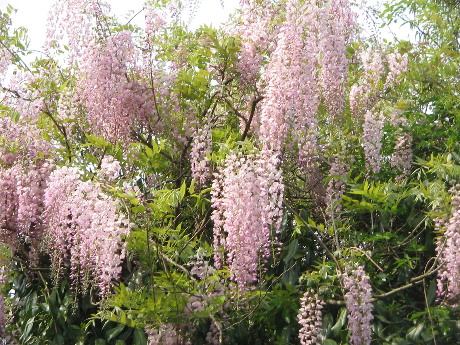 Pink Japanese Wisteria (Wisteria Floribunda 'Rosea') — This deciduous variety boasts flower clusters that can reach up to 18 inches long