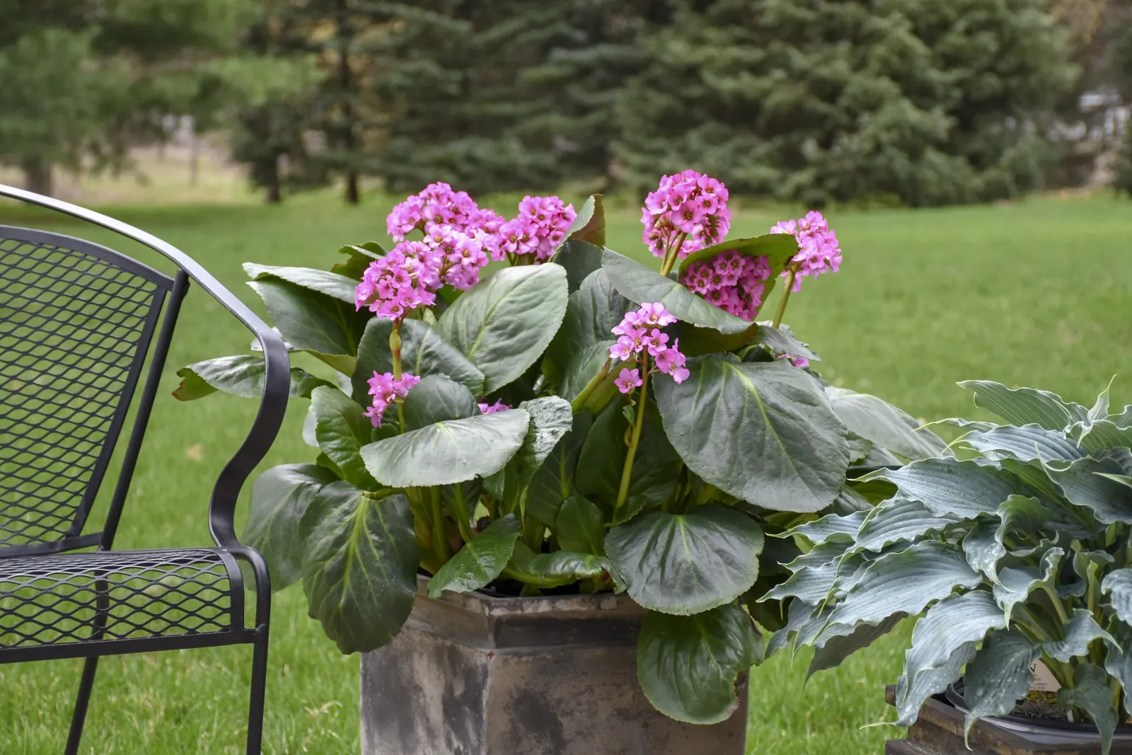 'Miss Piggy' Pigsqueak (Bergenia cordifolia) — glossy dark green leaves and cheerful bright pink flowers in early spring