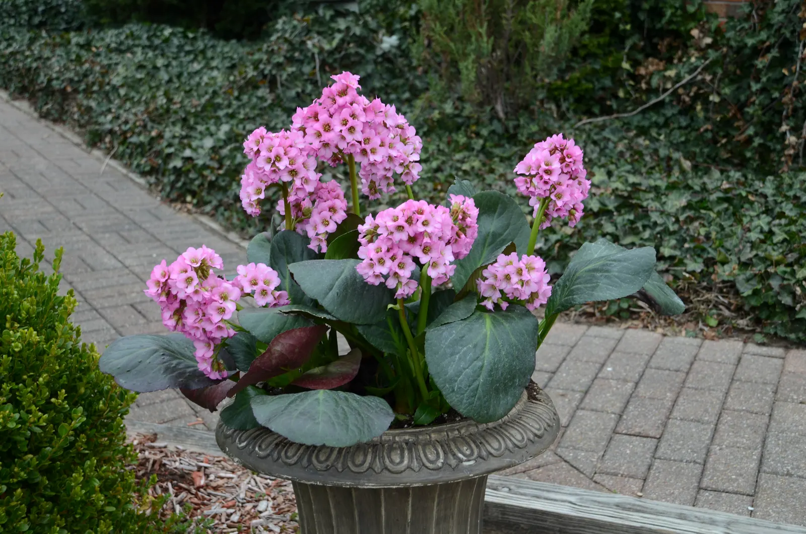 'Miss Piggy' Pigsqueak (Bergenia cordifolia) — The Bergenia cordifolia 'Miss Piggy' is a shade-loving perennial with thick