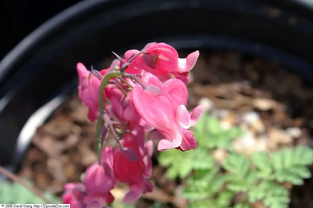King Of Bleeding Hearts (Dicentra 'King Of Hearts') — commonly known as King of Bleeding Hearts