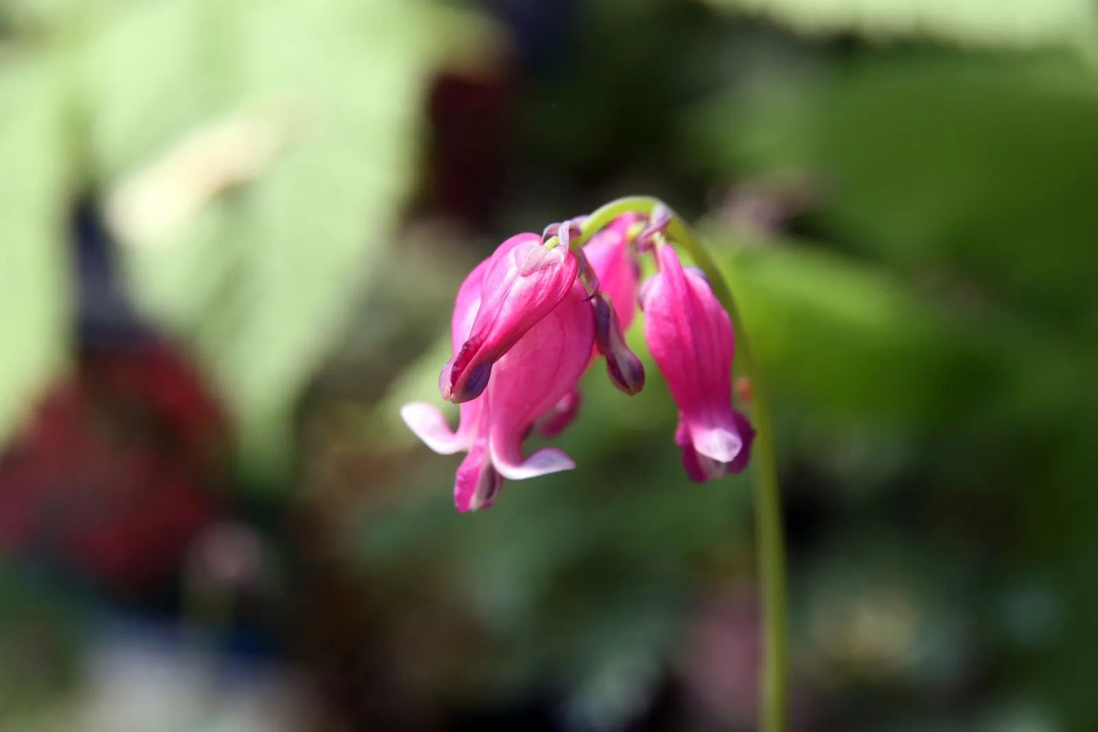 King Of Bleeding Hearts (Dicentra 'King Of Hearts') — Ideal for border fronts and woodland gardens