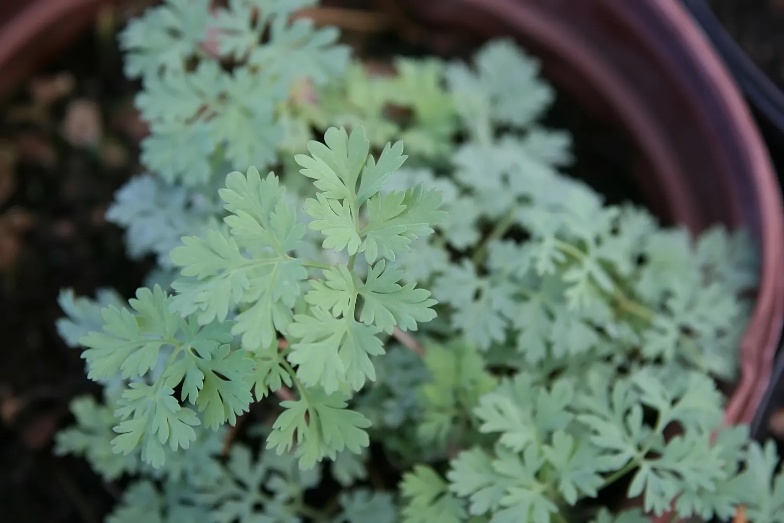 King Of Bleeding Hearts (Dicentra 'King Of Hearts') — it blooms profusely from spring to early summer